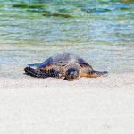 揭秘51吃瓜朝阳群众的梗背后的故事与文化 2z22pg6v